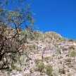 Vinette Oak in Sabino Canyon